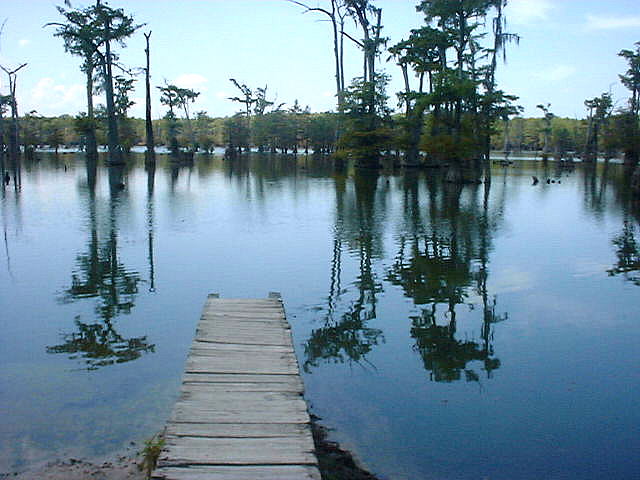 Cypress Bay or Swamp near Jena 