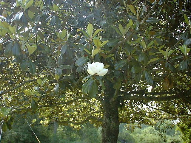 old Magnolia tree