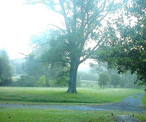 Morning Mist On the Lawn