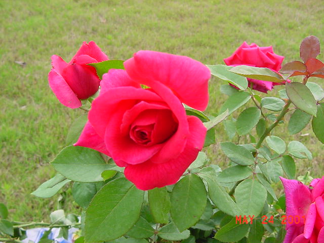 rose in my garden