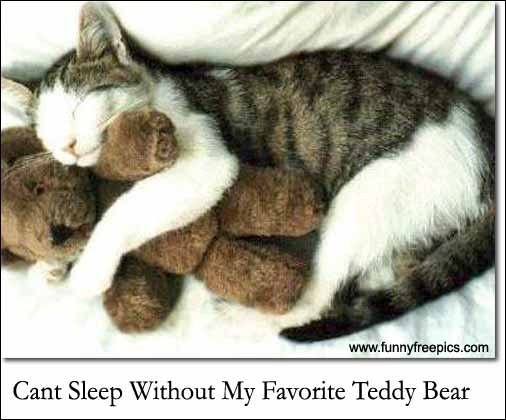Kitty 'n Teddy